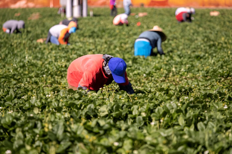 Canada Agri-Food Pilot Jobs – No Degree Required, Visa Support Available